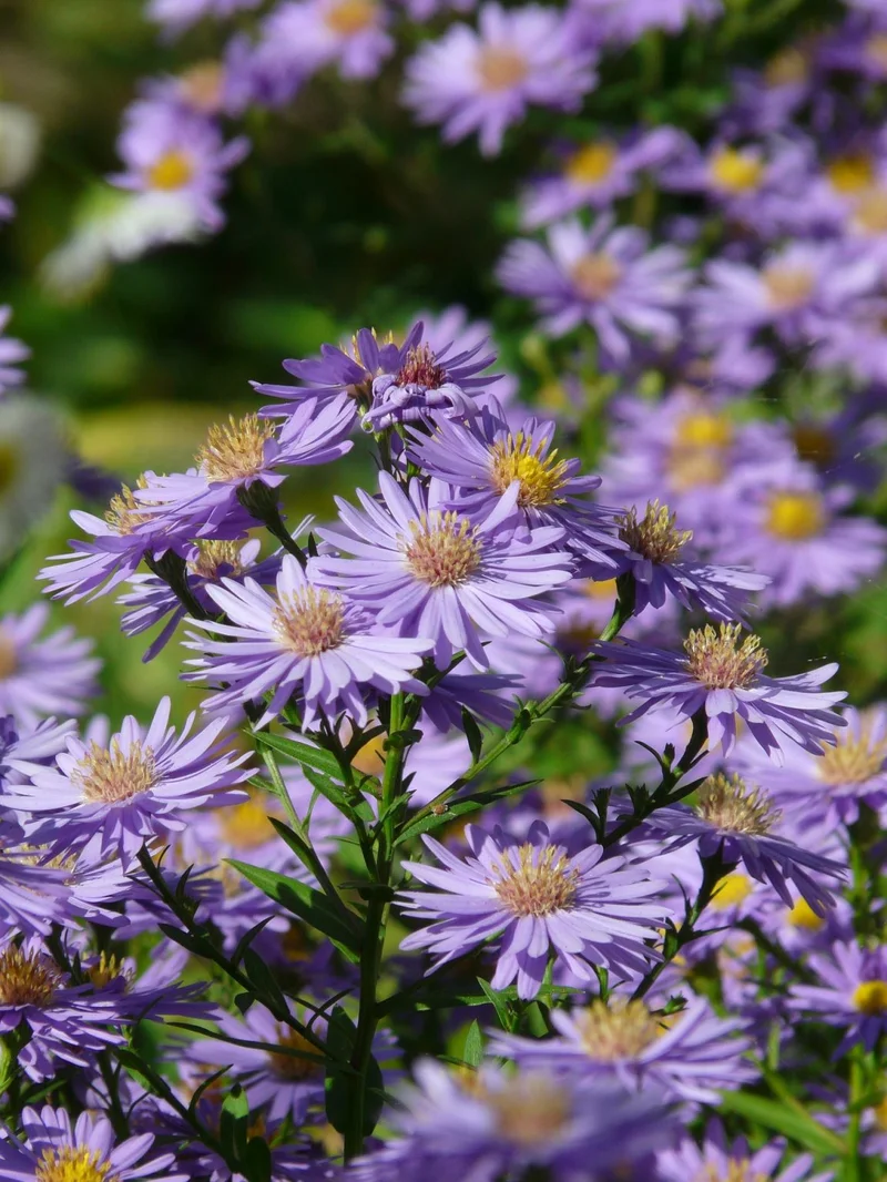 The Aster Identity Crisis: Crypto vs. Flower vs. Ari Aster